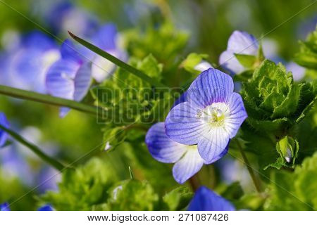 Flowers Of Veronica Persica (birdeye Speedwell, Common Field-speedwell, Persian Speedwell, Large Fie