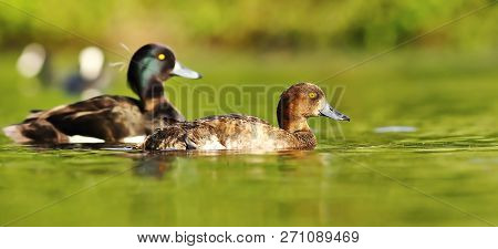 Couple Of Tufted Ducks Swimming Together On Pond ( Aythya Fuligula )