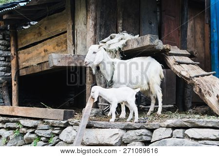 White Nanny-goat And Goatling In The Barnyard, Nepal