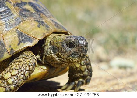 Greek Turtouise Closeup, Side View Of Reptile In Natural Habitat ( Testudo Graeca Ibera )