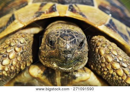 Portrait Of Shy Greek Turtoise, Wild Animal ( Testudo Graeca )