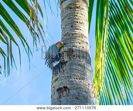 Red Bellied Woodpecker Climbing Up A Florida Palm Tree With Its Wing Feathers Spread As If Hugging T