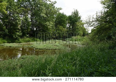 River Creak Stream In Summer Surrounded By Giant Green Lush Trees