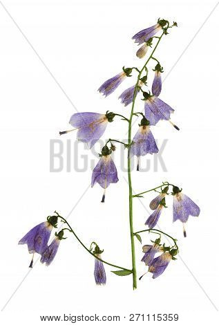 Pressed And Dried Flowers Campanula, Isolated On White Background. For Use In Scrapbooking, Floristr