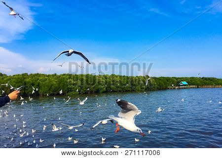 The Man Is Feeding The Seagull. There Are Many White Seagull Flying In The Sky And  Floating In The 