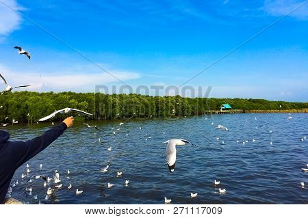 The Man Is Feeding The Seagull. There Are Many White Seagull Flying In The Sky And  Floating In The 