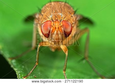 Macro Photography Of Head Of Little Orange Fly On Green Leaf