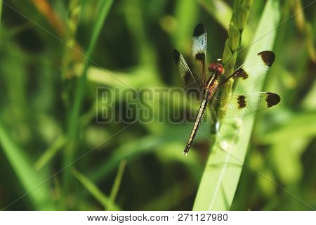 Neurothemis Tullia, The Pied Paddy Skimmer, Is A Species Of Dragonfly Found In South And South-east 
