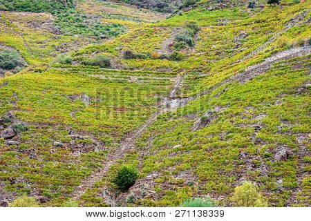View Vineyards, Grapes, Cottages And Transport Rails Along River Sil.