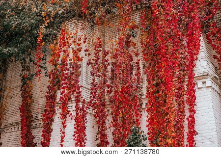 Background Of Red And Green Virginia Creeper Known As Five-leaved Ivy On The Wall.