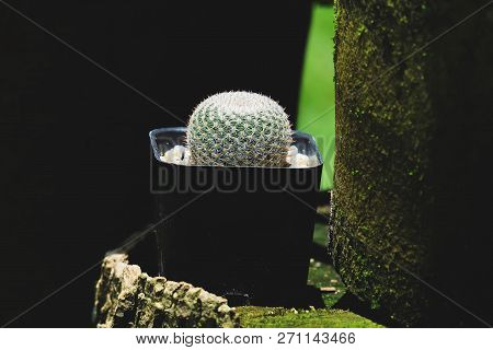 Mammillaria Microthele, Cactus On Pot, Cacti, Cactaceae, Succulent, Tree. Drought Tolerant Plant.