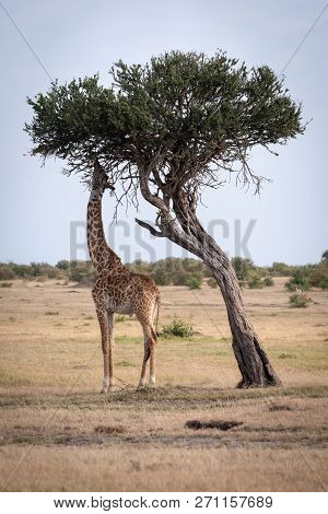 Giraffe Chewing Leaves From Tree On Savannah