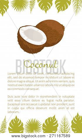 Coconut Exotic Fruit Vector Poster With Text Sample And Palm Leaves. Tropical Food, Plant In Brown S
