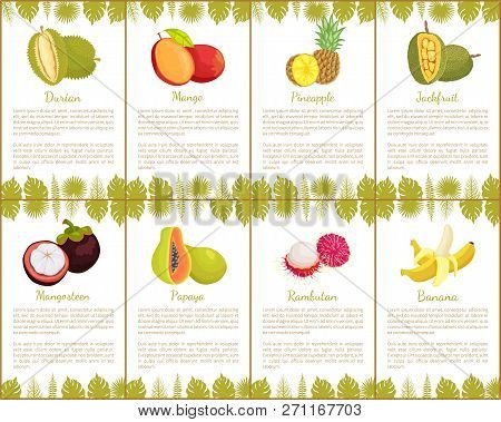 Durian And Mangosteen Slices Posters Set Vector. Mango And Pineapple, Jackfruit And Papaya, Banana I