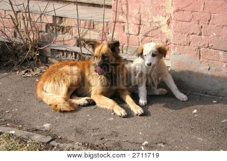 Herreløse hunde