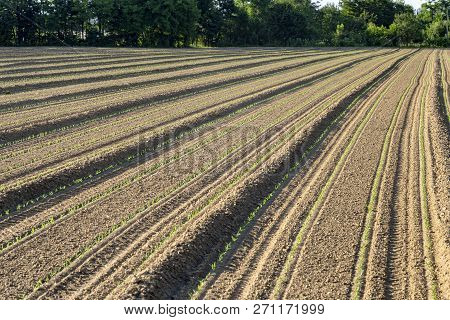 Country Landscape At Summer Near Boves, Cuneo, Piedmont, Italy. Field