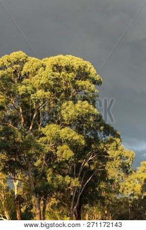 Sundrenched Eucalyptus Trees Against A Dark, Moody Sky In Warrandyte In Outer Suburban Melbourne, Au