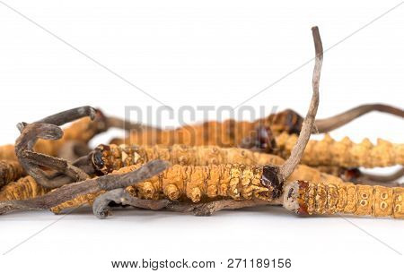 Group Of Ophiocordyceps Sinensis Or Mushroom Cordyceps This Is A Herbs On Isolated Background. Medic