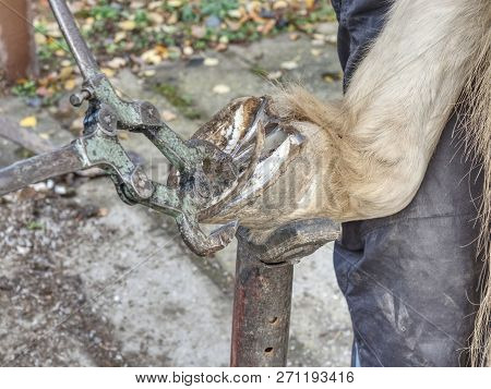 Necessary Hoof Care Of Horse Before Being Mounted Horseshoe. Cut Of Worn Keratin.