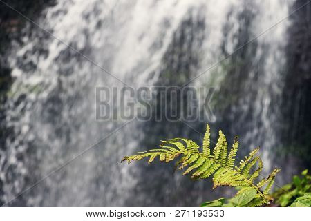 A Fern Leaf With Blurry Watefall Background