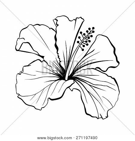 Hawaiian Hibiscus Laser Cut Vector. Fragrance Outline Flower. Mallow Chenese Rose. Black And White F