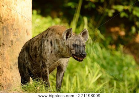 Beautiful Spotted Hyaenas (hyaena Hyaena) Looking For Her Prey
