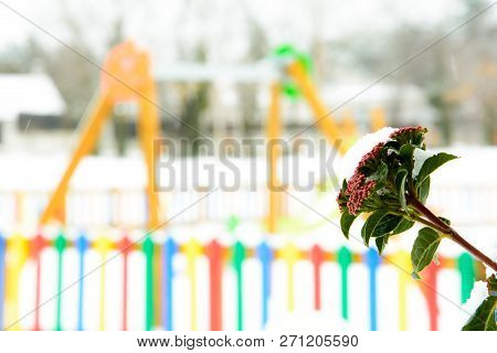 Snowy Park With Bright Colors And A Plant In Front