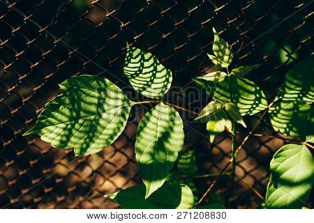 Leaves Of Acer Negundo On Background Of Grid Fence Is Closeup. Shadow From Mesh On Maple Leaf In Mac