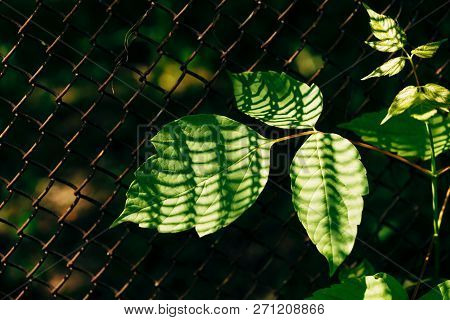 Leaves Of Acer Negundo On Background Of Grid Fence Is Closeup. Shadow From Mesh On Maple Leaf In Mac