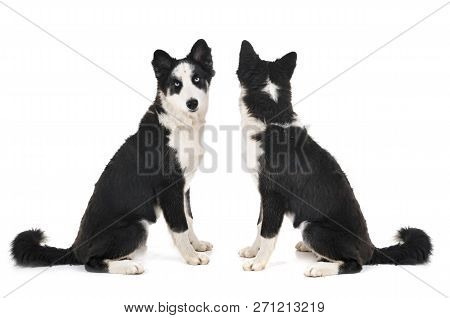 Young Yakutian Laika In Front Of White Background
