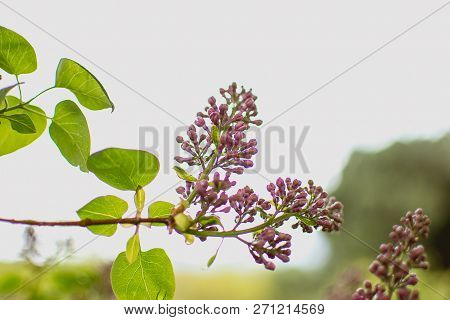 Purple Lavender Plant With Green Leaves Branch