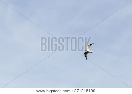 Bird Seagull Flying In The Sky In Cloudy Weather
