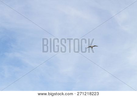 Bird Seagull Flying In The Sky In Cloudy Weather