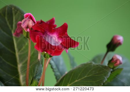 Beautiful Red Flyspecked Flowers Gloxinia Close To