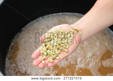 Coffee Bean Or Coffee Seed In The Hand