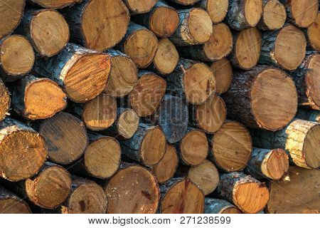 Preparation Of Firewood For The Winter. Firewood Background, Stacks Of Firewood In The Forest. Pile