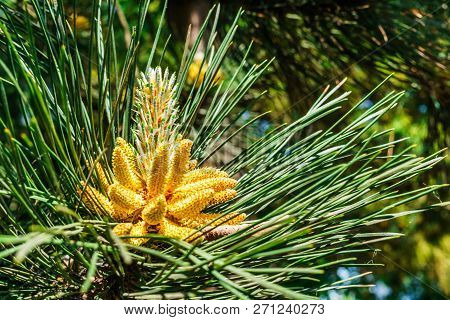 Young Shoots Of Pine In Early Spring.