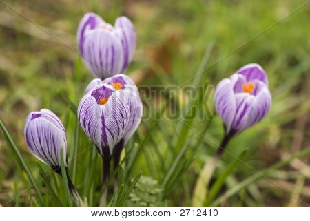 Krokus med ränder