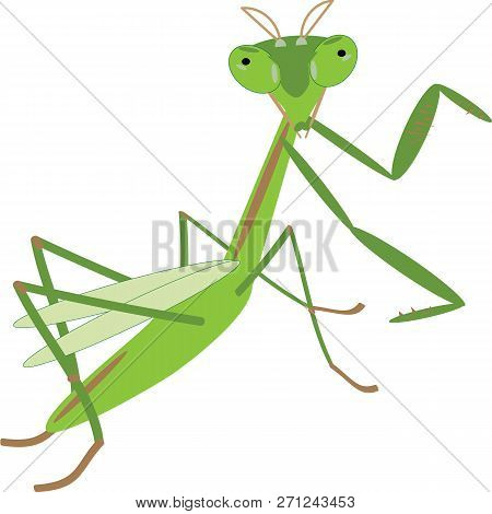 Insect Green Mantis Object Nature Countryside Woman