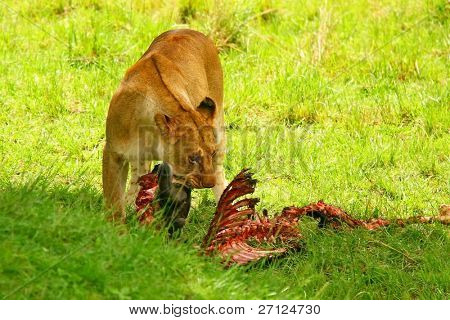 Africam ป่า lioness กิน wildebeest แอฟริกา เคนย่า โรงแรมมาไซมารา