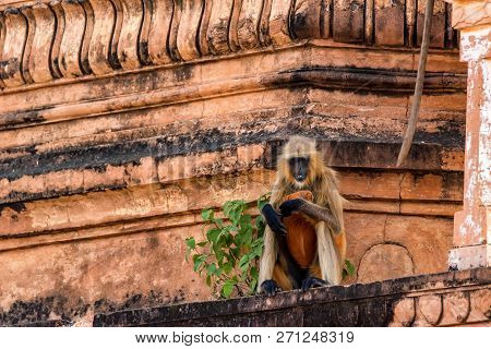 Gray Langur Or Semnopithecus Etellus Sits On Wall
