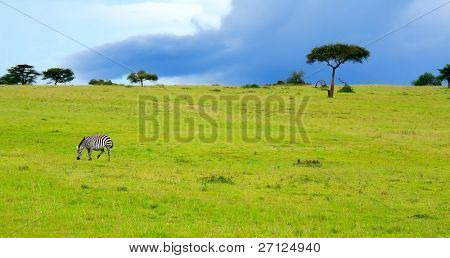 wild Zebra. Afrika. Kenia. Masai mara