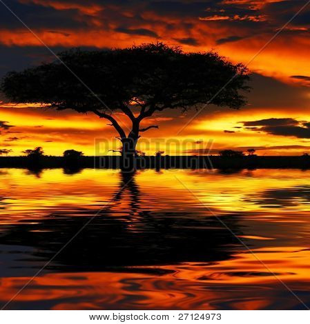 Ağaç siluet ve dramatik günbatımı. Afrika. Kenya. Masai Mara.