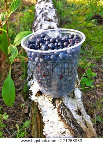 Fresh Blueberries In Plastic Jar On The Birch With Green Leaves In The Forest