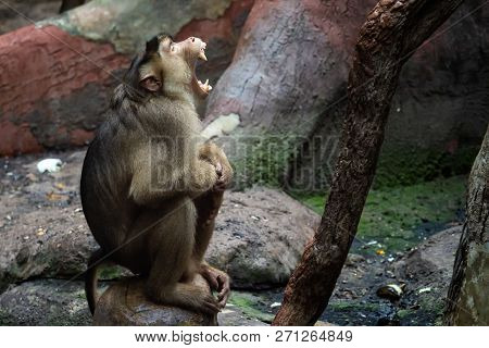 Macaca Nemestrina. Monkey (pig - Tailed Macaque)