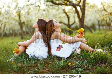 Beautiful Young Girls In White Dresses In The Garden With Apple Trees Blosoming At The Sunset. Two F
