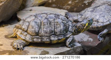 Cumberland Slider Turtle In Closeup That Is Sitting On A Stone.