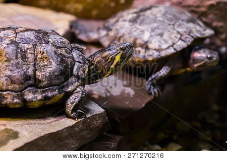Cumberland Slider Turtle Head In Closeup With Another Turtle In The Background