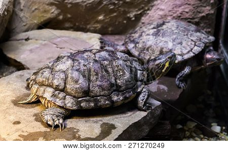 Cumberland Slider Turtle On A Stone In Closeup With Another Turtle In The Background.