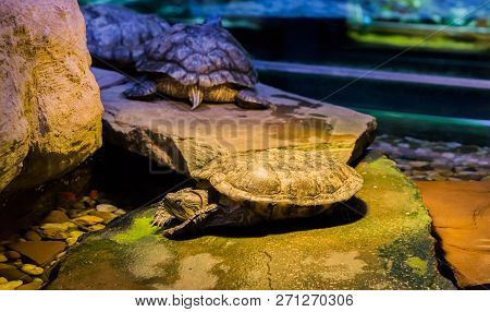 Cumberland Slider Turtle Laying On A Rock With Two Other Turtles In The Background.